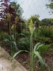 Sorghum bicolor