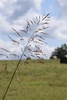 Sorghum halepense