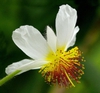 Sparmannia africana