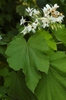 Sparmannia africana
