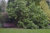 Sparmannia africana