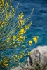 Green-stemmed shrub with yellow, pea-like flowers
