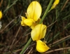 Yellow, pea-like flowers