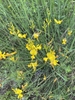 Green-stemmed shrub with yellow, pea-like flowers