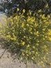Green-stemmed shrub with yellow, pea-like flowers