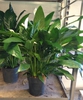 Spathiphyllum