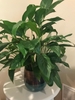 Potted plant with deep green, narrow leaves