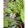 Leaves and flowers