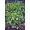 Mass of plants with green leaves and white flowers