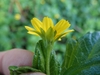 A hand holding a yellow, daisy-type inflorescence, side view.