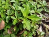 The foliage. Leaves are opposite, coarsely serrate, trilobed.