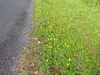 The plant covering the ground near asphalt. Yellow flowers.