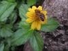 A yellow, daisy-type inflorescence with a honeybee