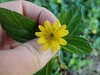 A hand holding a yellow, daisy-type inflorescence.
