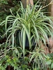 variegated green and white striped strappy leaves with plantlets