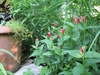 Spigelia marilandica