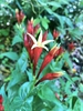Spigelia marilandica
