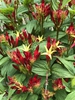 flowers, Wake County, NC