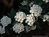 Spiraea cantoniensis