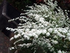 Spiraea cantoniensis