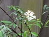 Spiraea cantoniensis