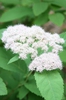 Spiraea fritschiana