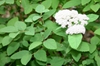 Spiraea fritschiana