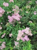 Spiraea japonica