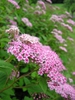 Spiraea japonica