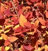 Bright orange leaves
