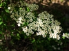 Spiraea nipponica 'Snowmound'