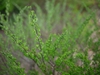 Spiraea nipponica 'Snowmound'