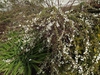 Spiraea prunifolia