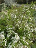 Spiraea thunbergii