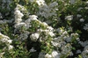 Spiraea trilobata