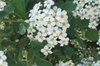 Spiraea trilobata