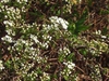Spiraea x cinerea 'Grefsheim'