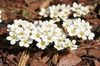 Spiraea x cinerea 'Grefsheim'