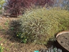 Spiraea x cinerea 'Grefsheim' 