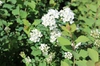 Spiraea x vanhouttei