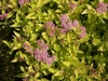 Small, mounded shrub with chartreuse foliage & pink flowers