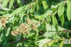 Spiraea Alba