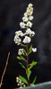 Spiraea Alba