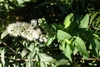 Spiraea Alba