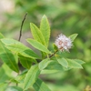 Spiraea Alba
