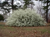 Growth Habit