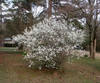 Spiraea arguta