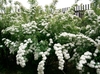 Form of a shrub with clusters of whit blooms