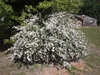 Spiraea cantoniensis