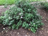 Spiraea japonica